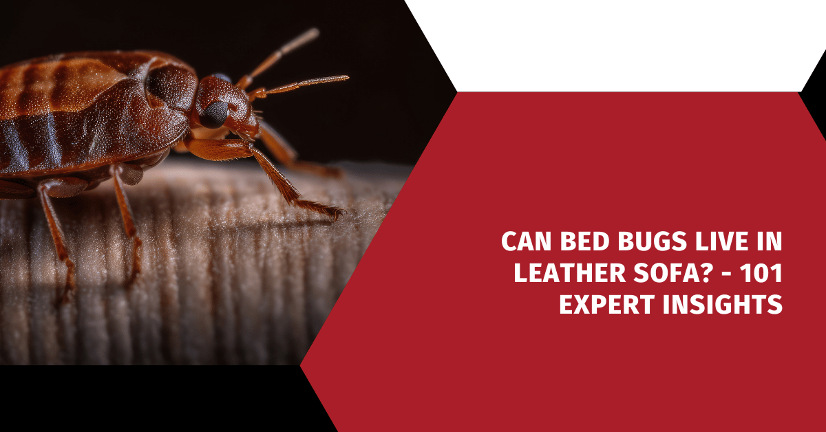 Can Bed Bugs Live in Leather Sofa? - 101 Expert Insights